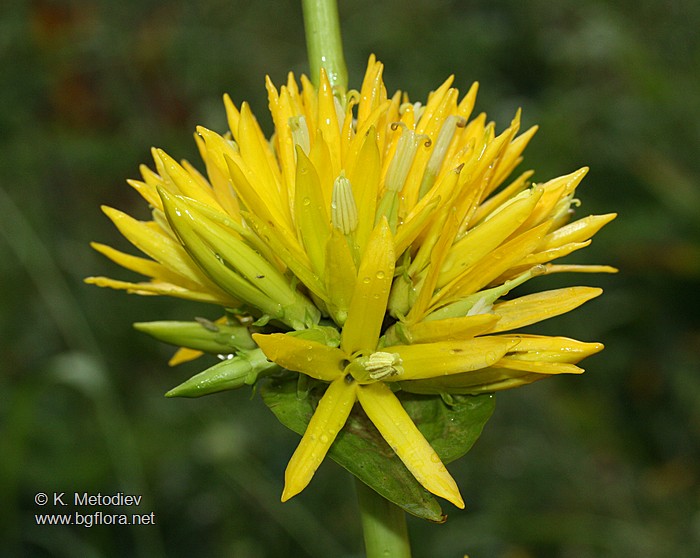 Gentiana lutea