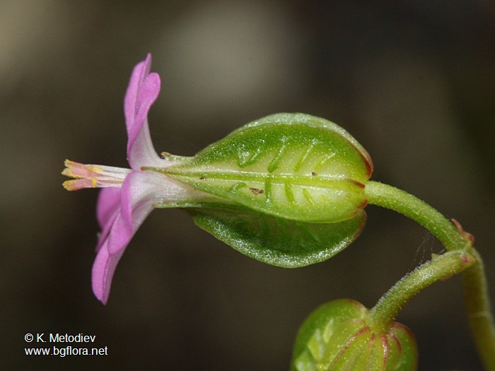 Geranium lucidum