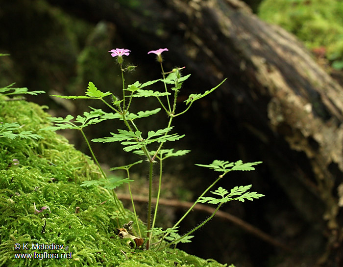 Geranium robertianum