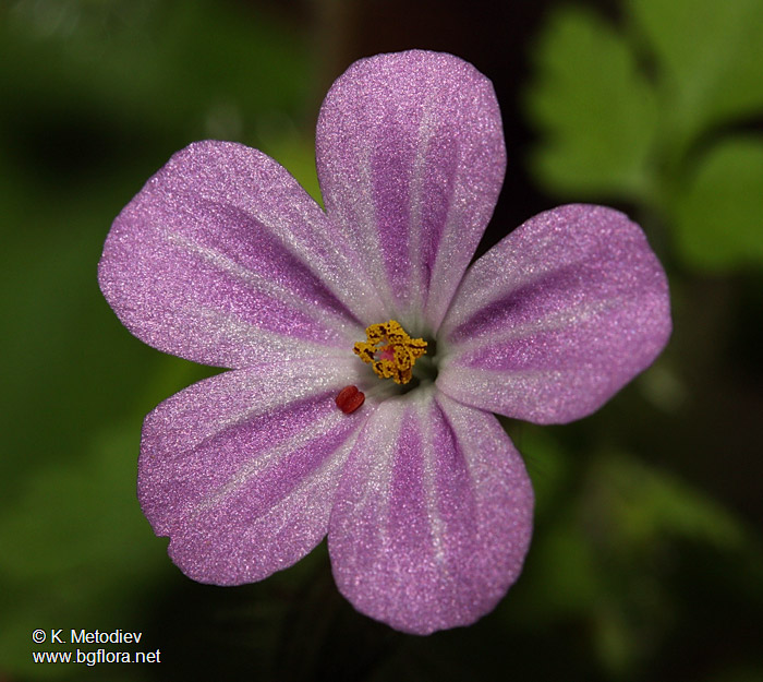 Geranium robertianum