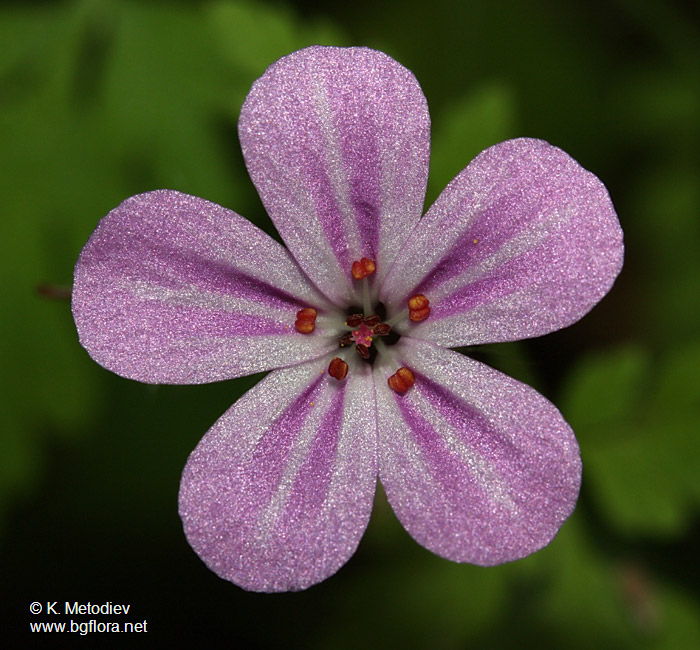 Geranium robertianum