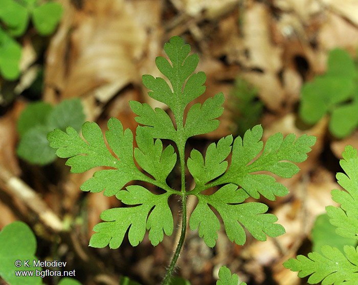 Geranium robertianum