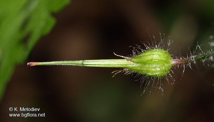 Geranium robertianum
