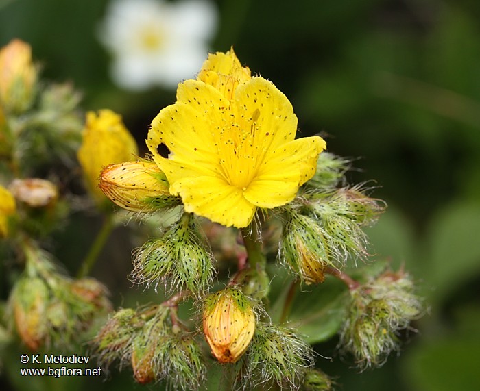 Hypericum barbatum