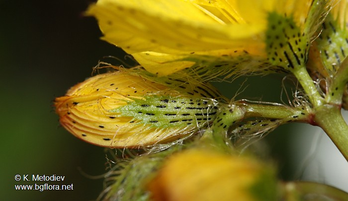 Hypericum barbatum