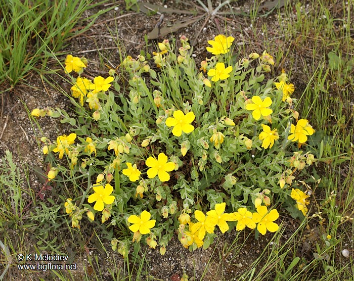 Hypericum cerastoides