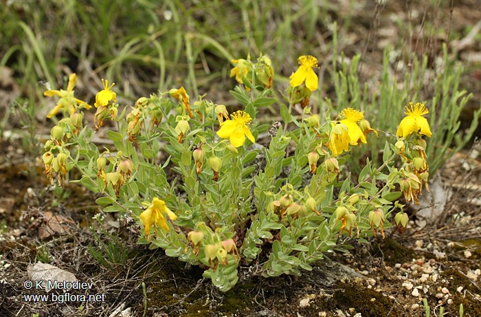 Hypericum cerastoides
