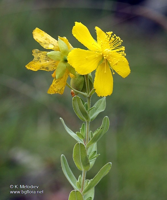 Hypericum cerastoides