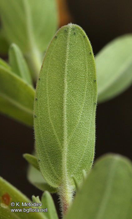 Hypericum cerastoides