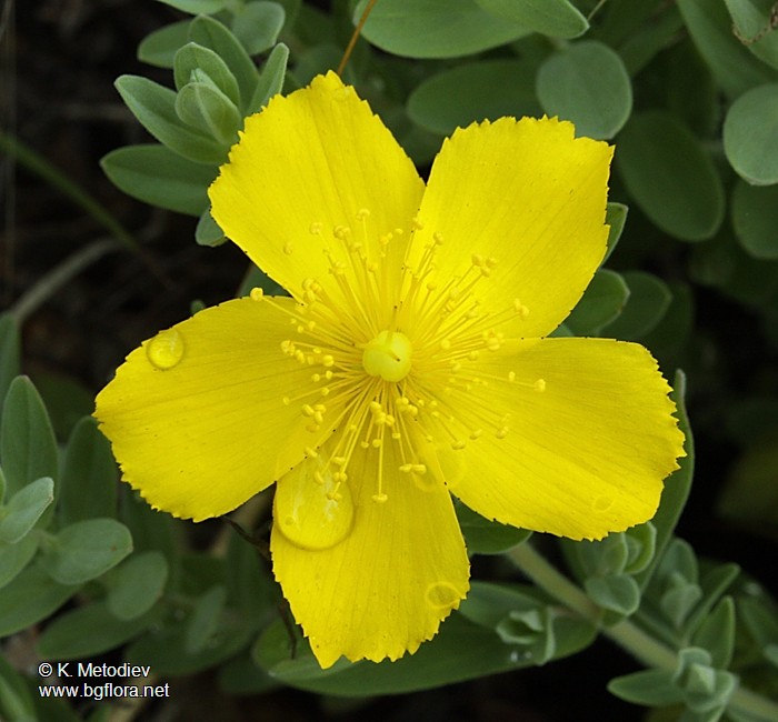 Hypericum cerastoides