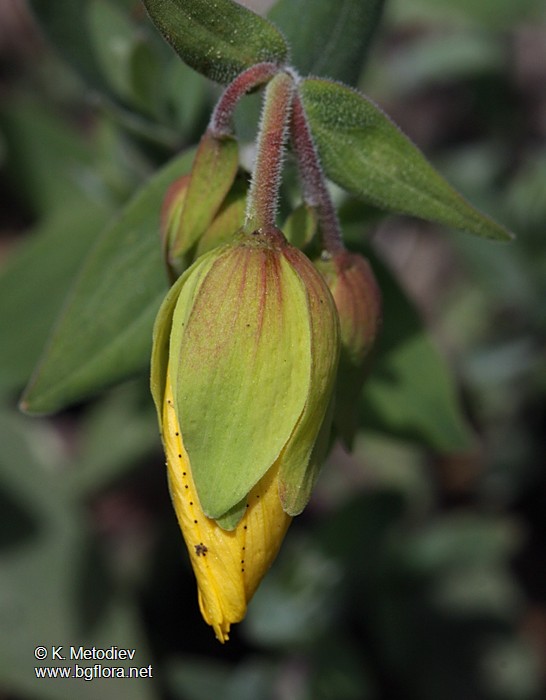 Hypericum cerastoides