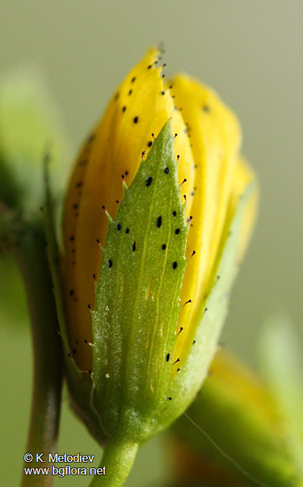 Hypericum montbretii