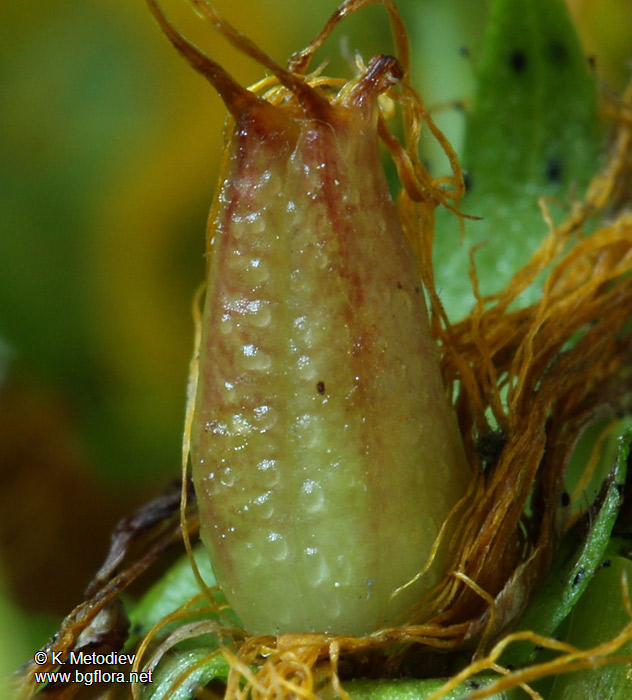 Hypericum montbretii