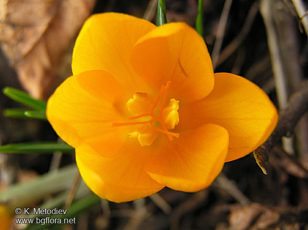 Crocus olivieri