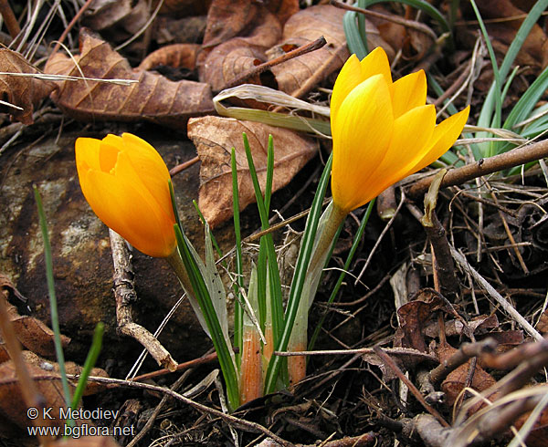 Crocus olivieri