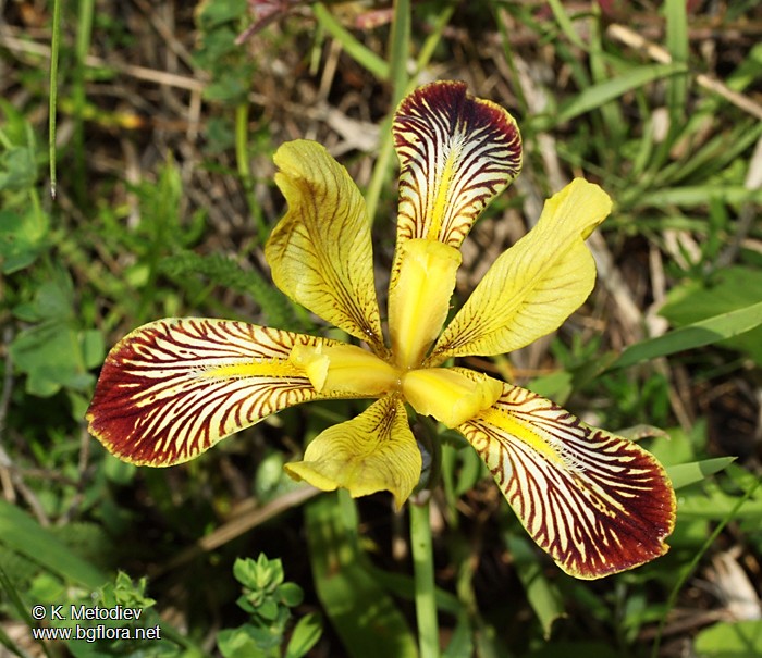 Iris variegata