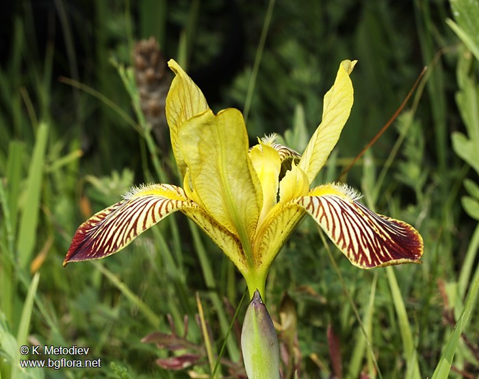 Iris variegata