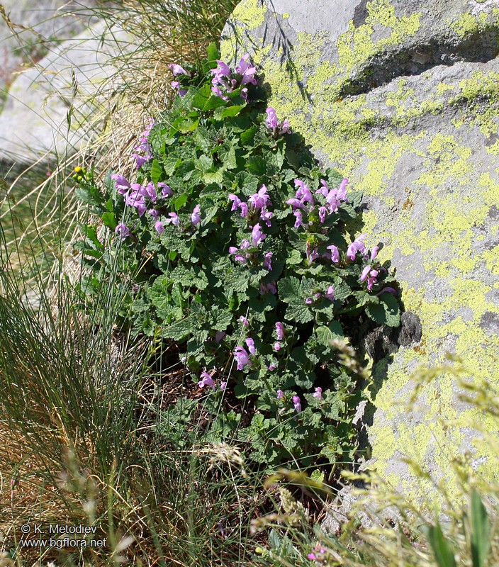 Lamium garganicum