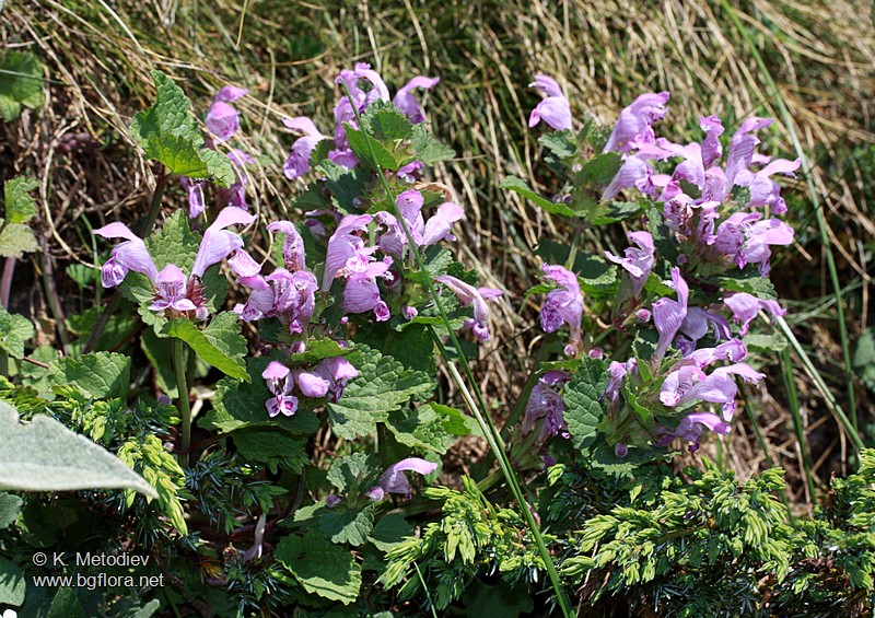 Lamium garganicum