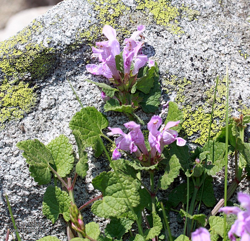 Lamium garganicum