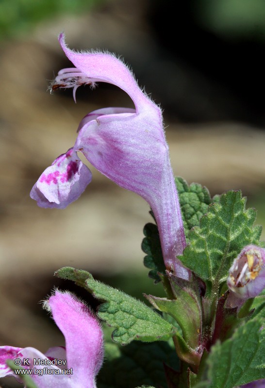Lamium garganicum