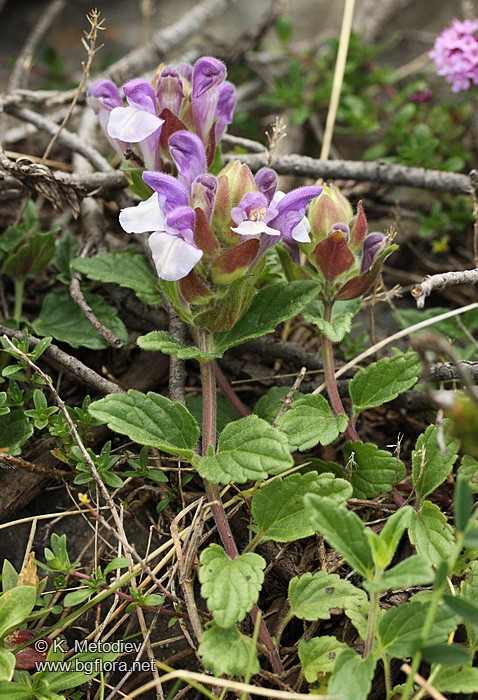 Scutellaria alpina
