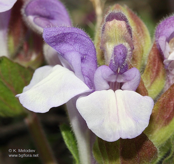 Scutellaria alpina