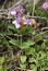 Scutellaria alpina
