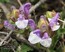 Scutellaria alpina