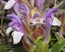 Scutellaria alpina