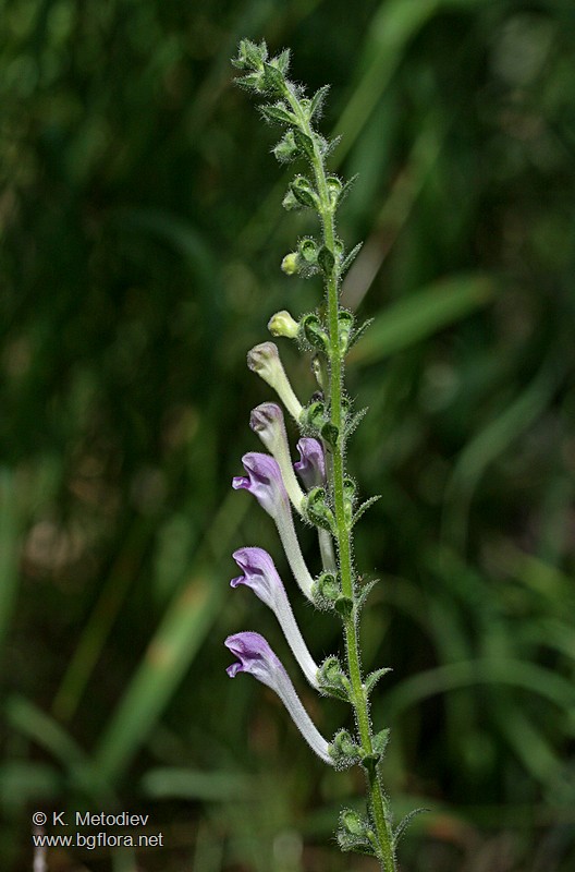Scutellaria columnae