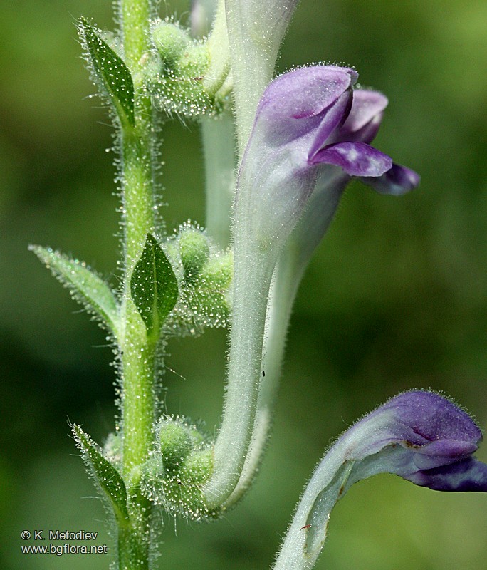Scutellaria columnae