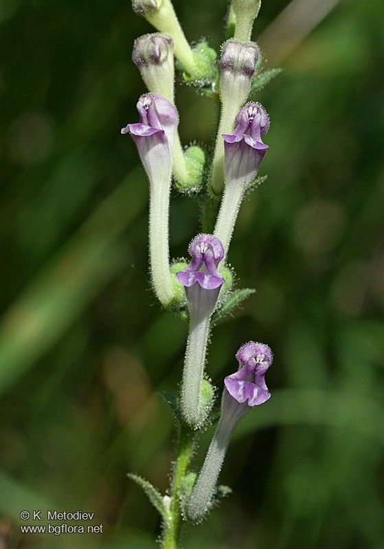Scutellaria columnae