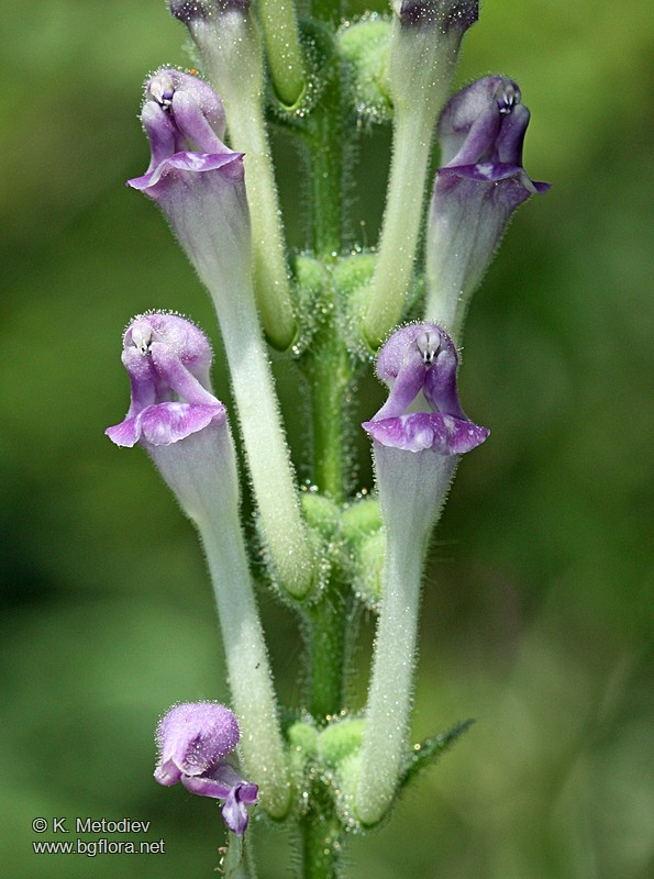 Scutellaria columnae