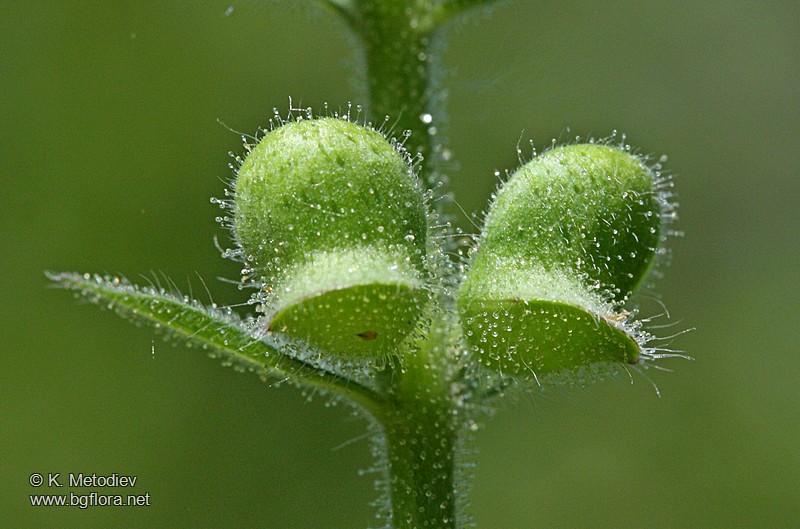 Scutellaria columnae