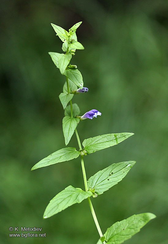 Scutellaria galericulata