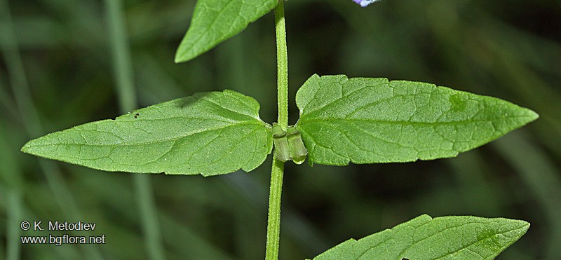 Scutellaria galericulata