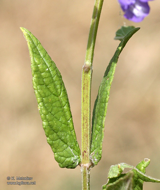 Scutellaria galericulata
