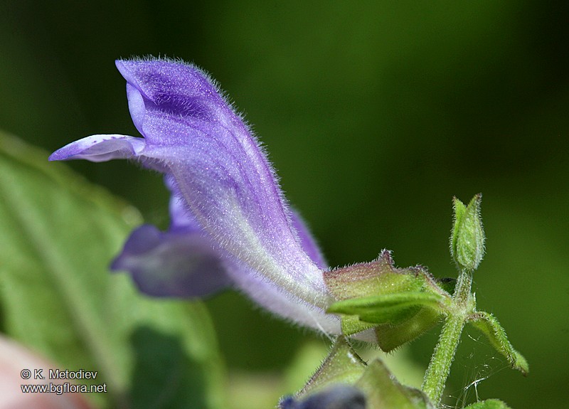 Scutellaria galericulata
