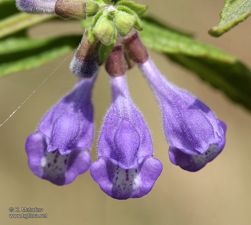 Scutellaria galericulata