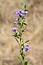 Scutellaria galericulata