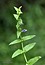 Scutellaria galericulata