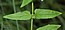 Scutellaria galericulata