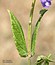 Scutellaria galericulata