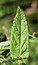 Scutellaria galericulata