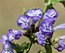 Scutellaria galericulata
