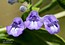 Scutellaria galericulata