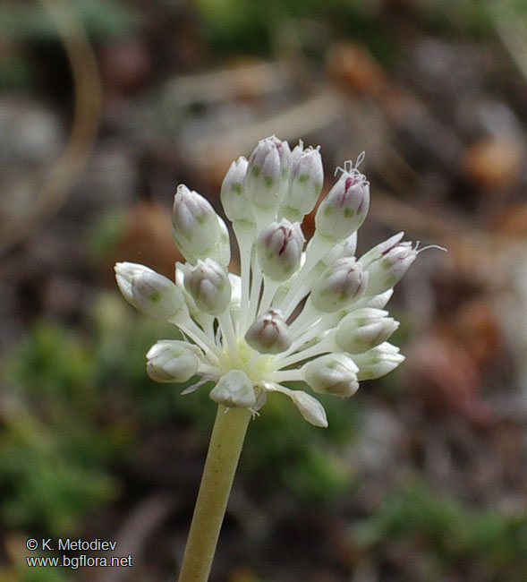 Allium guttatum