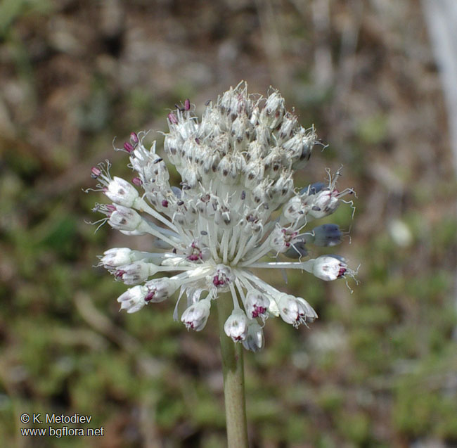 Allium guttatum