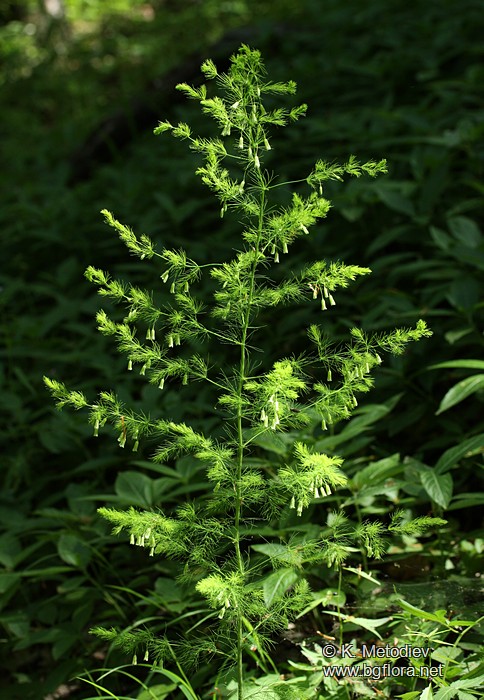 Asparagus tenuifolius